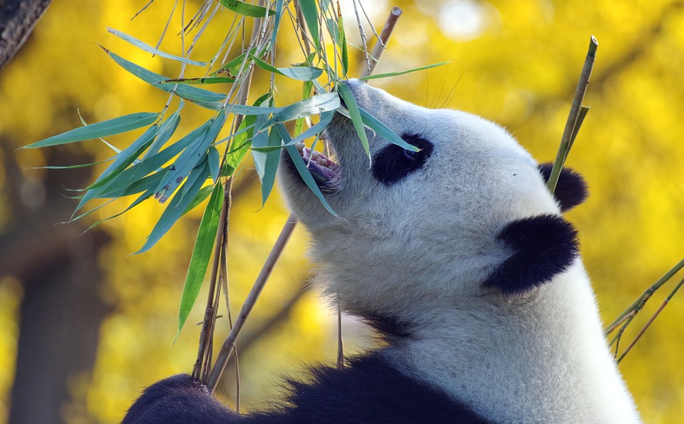 熊猫的免费图片